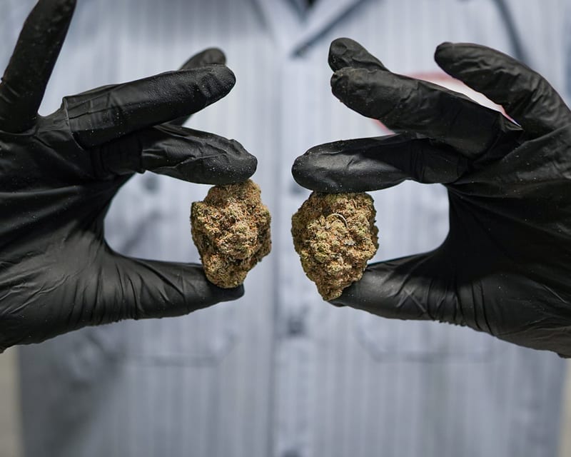 Buds in gloves